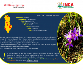 Të njohim speciet - Colchicum Autumnale