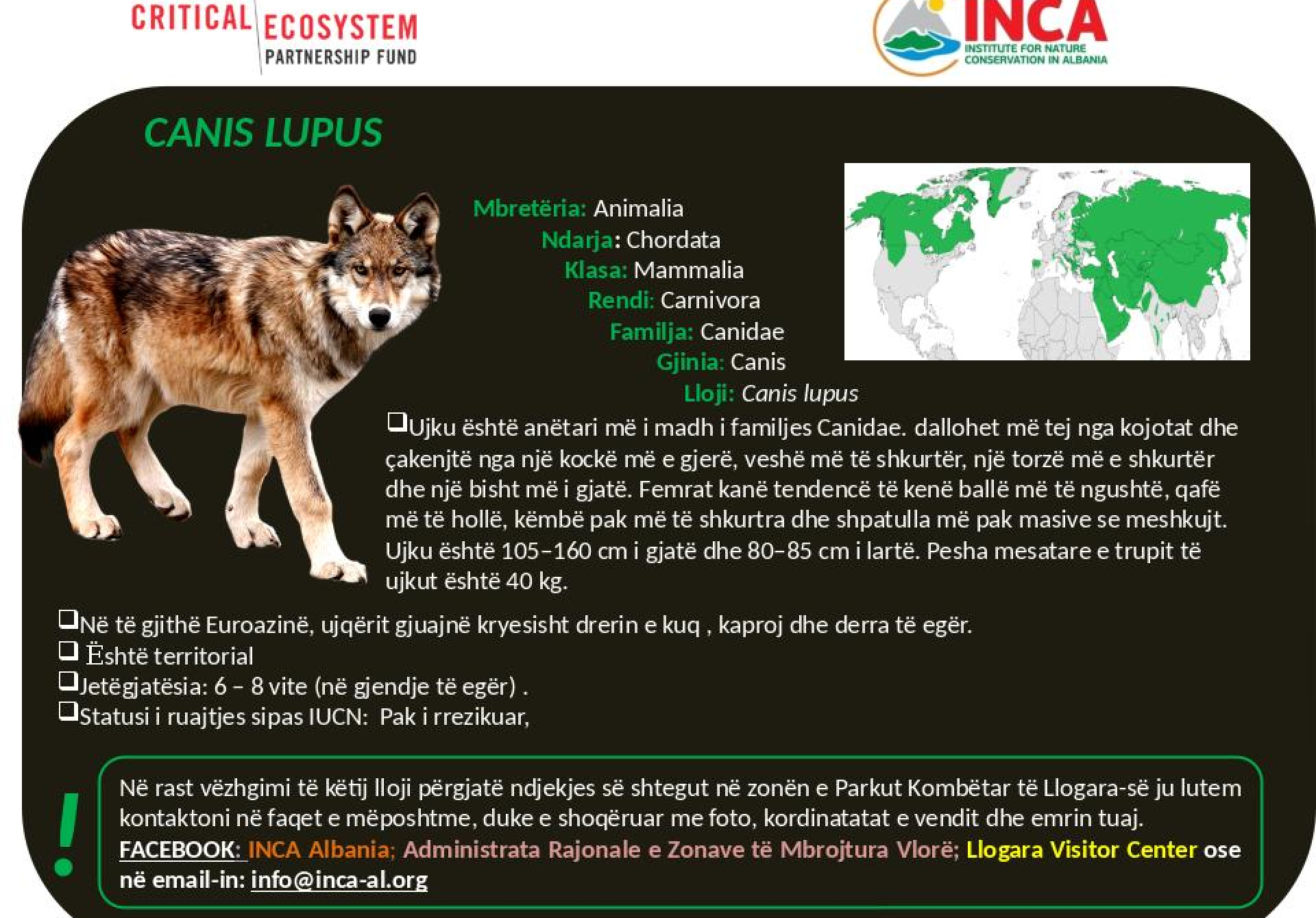 Të njohim speciet - Canis lupus - Ujku