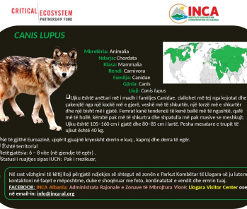 Të njohim speciet - Canis lupus - Ujku