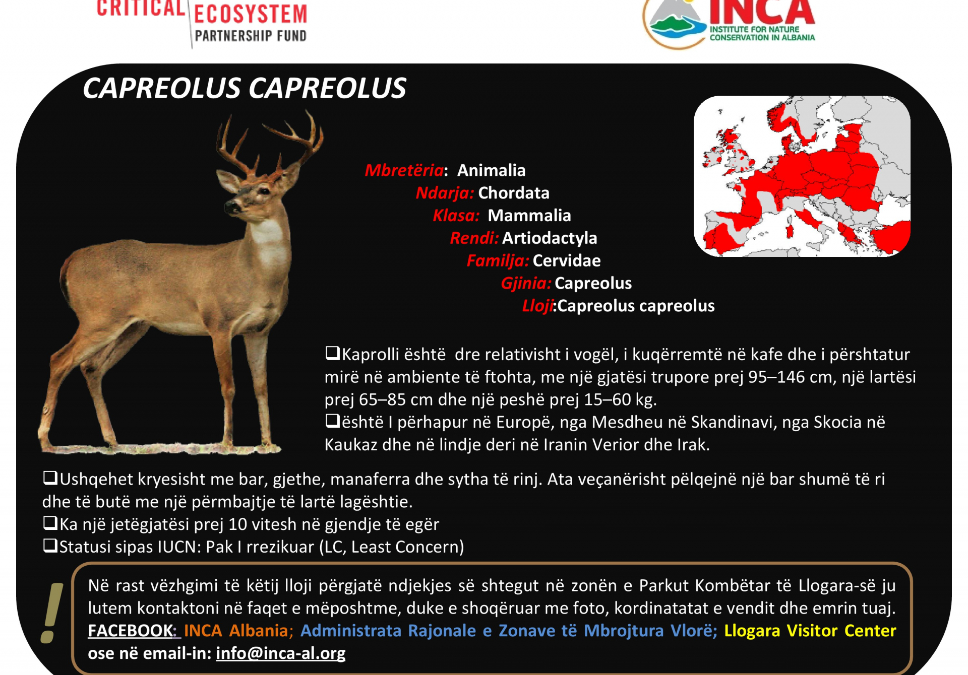 Të njohim speciet - Kaprolli Europian
