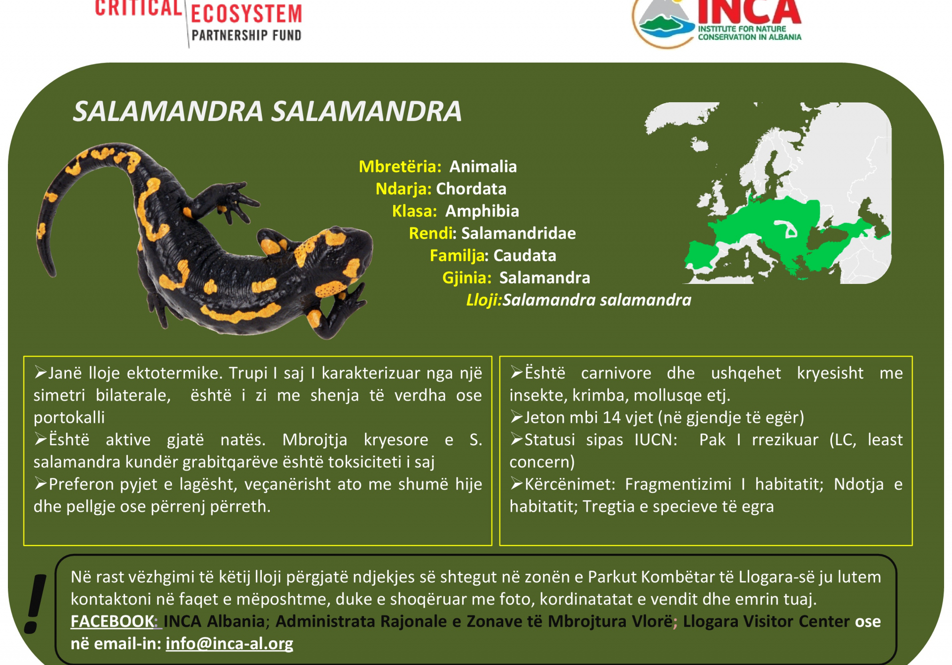 Të njohim speciet - Salamandra ose e bukura e dheut
